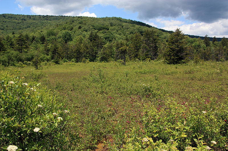 June 2008 Trip To Cranberry Glades, West Virginia