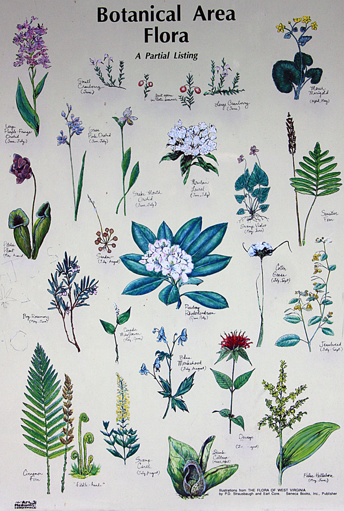 June 2008 Trip To Cranberry Glades, West Virginia