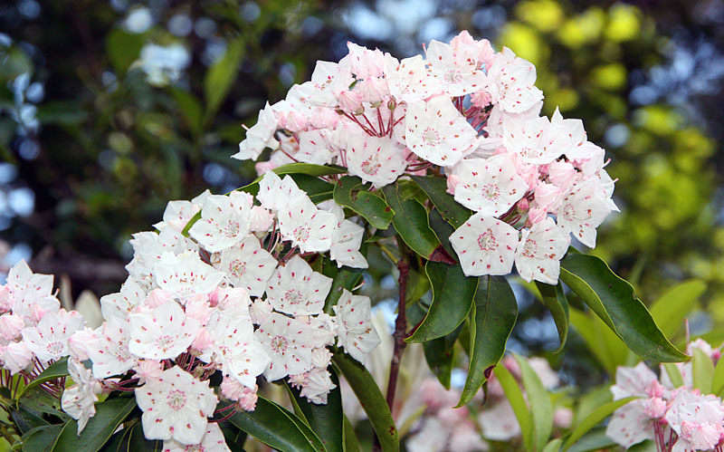 June 2008 Trip To Cranberry Glades, West Virginia