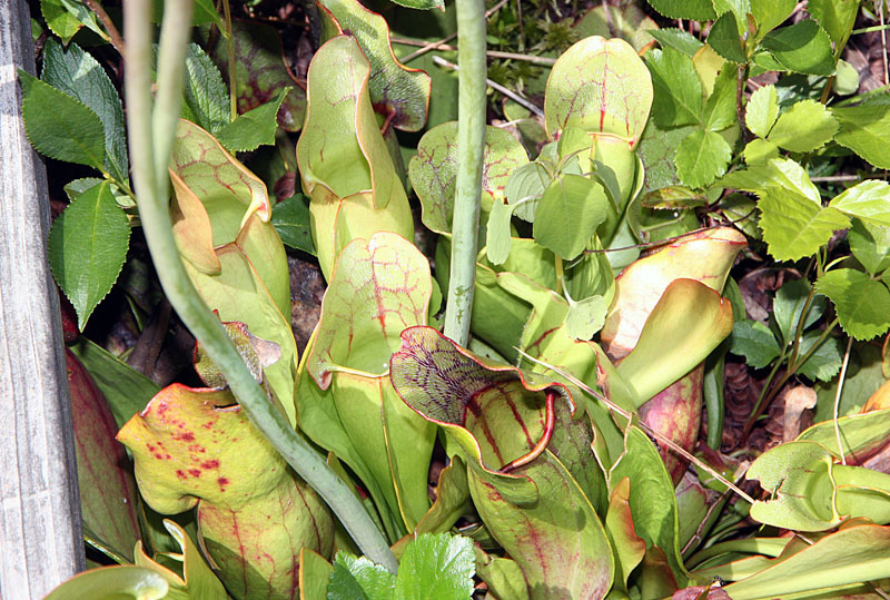 June 2008 Trip To Cranberry Glades, West Virginia