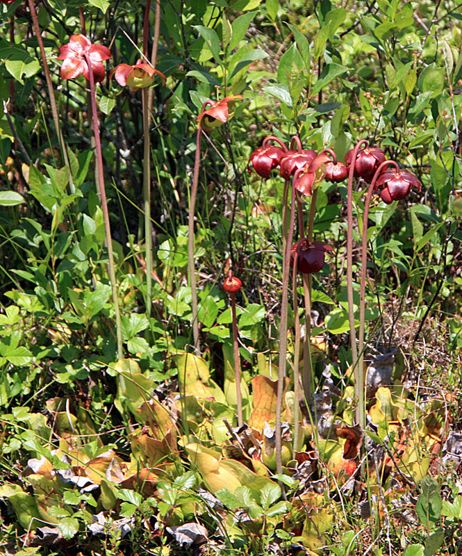 June 2008 Trip To Cranberry Glades, West Virginia
