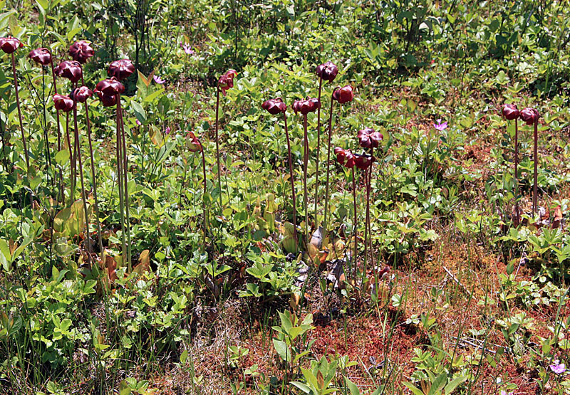 June 2008 Trip To Cranberry Glades, West Virginia