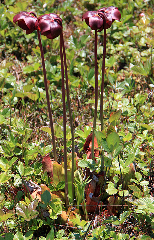 June 2008 Trip To Cranberry Glades, West Virginia