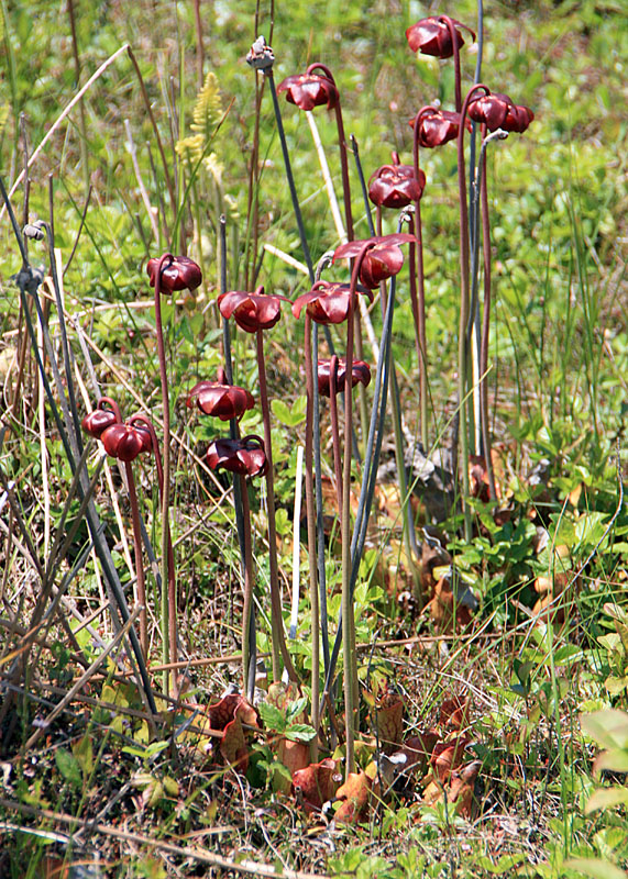 June 2008 Trip To Cranberry Glades, West Virginia