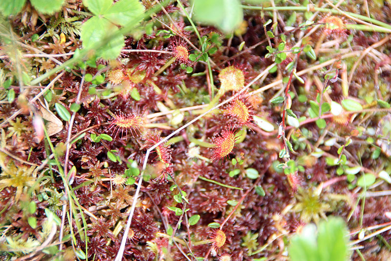 June 2008 Trip To Cranberry Glades, West Virginia