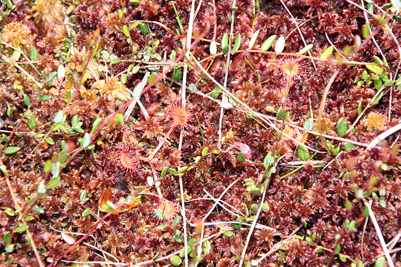 June 2008 Trip To Cranberry Glades, West Virginia