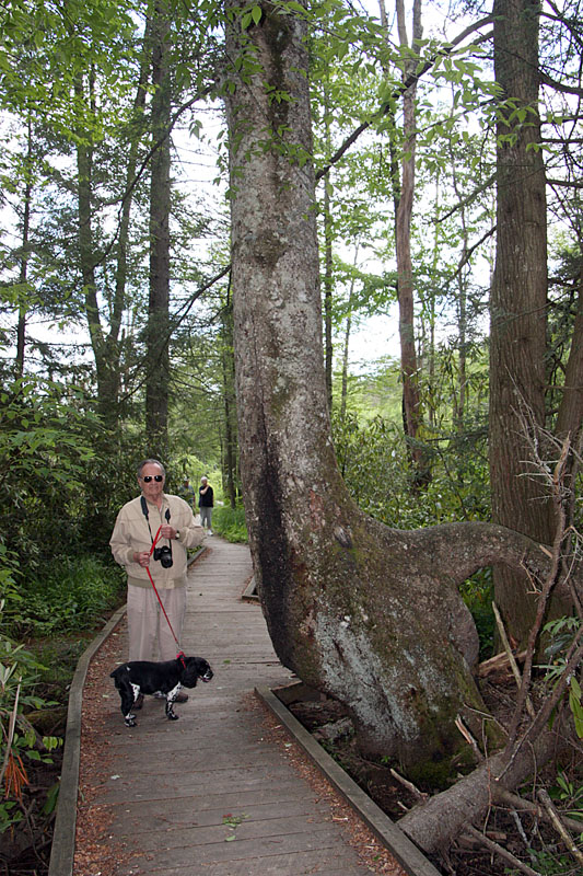 June 2008 Trip To Cranberry Glades, West Virginia